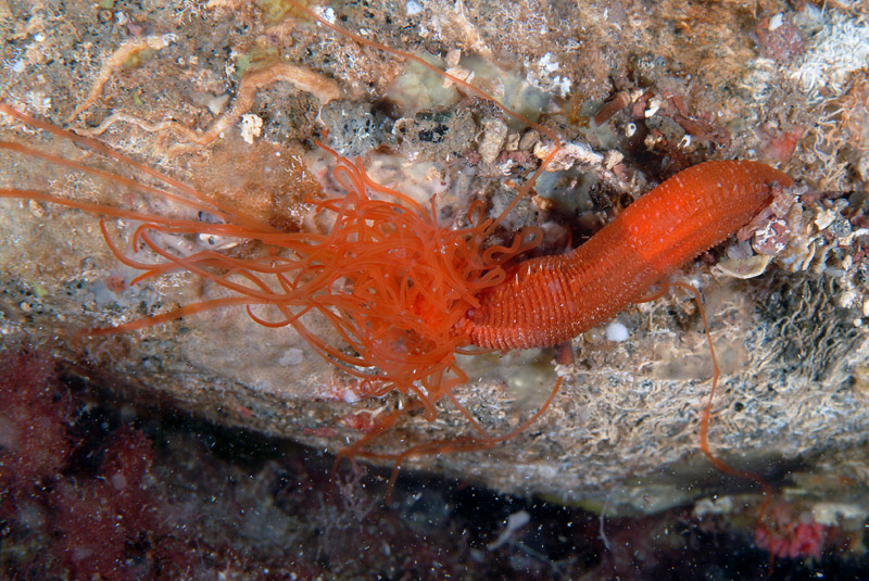 Eupolymnia nebulosa